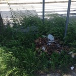 Lettera aperta di un cittadino al sindaco di Monteforte Irpino . Foto