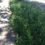 Lettera aperta di un cittadino al sindaco di Monteforte Irpino . Foto