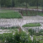 IRPINIA. Alluvione a San Martino Valle Caudina. Foto e Video