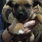 Avella, cuccioli cercano casa.