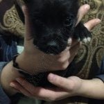 Avella, cuccioli cercano casa.