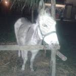 Cimitile. E un successo  il Presepe Vivente. Foto