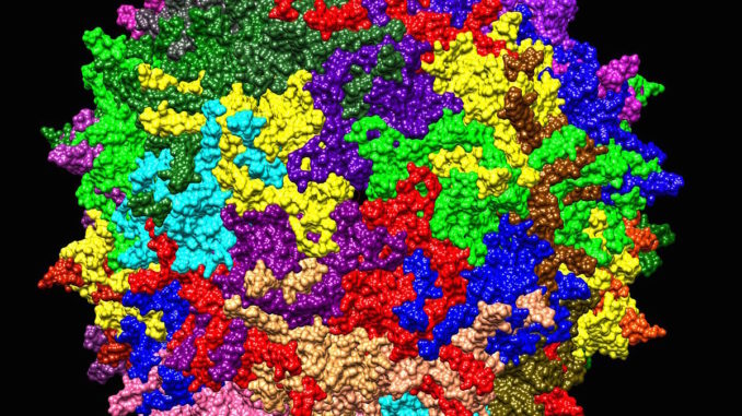 Adeno-associated_virus_serotype_AAV2