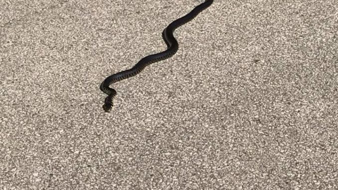 18839261_10213335468486105_5476470479754816041_n