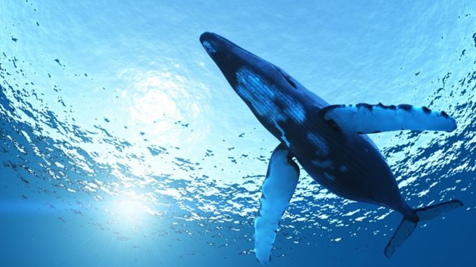 Blue Whale Challenge.