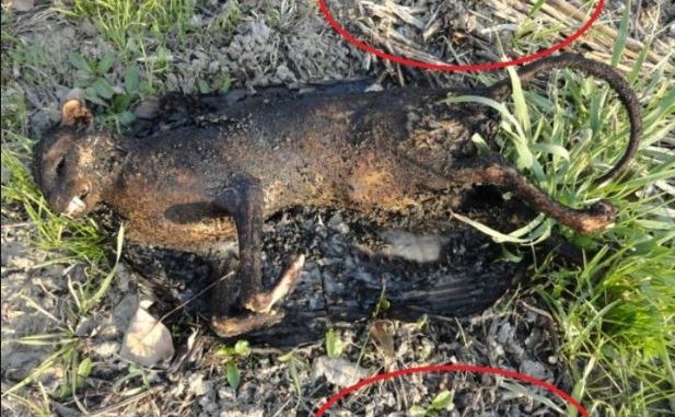 gatto-bruciato-617x445