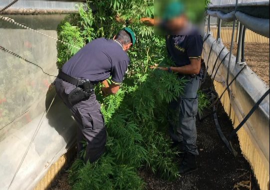 16005_Foto sequestro marijuana