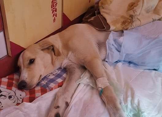 21687986_476838092695526_633330477