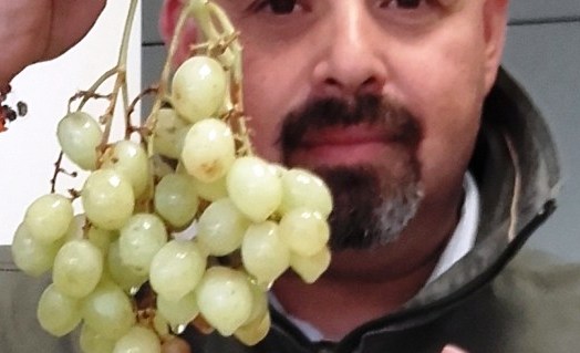 foto-lopa-uva-vendemmia-2017