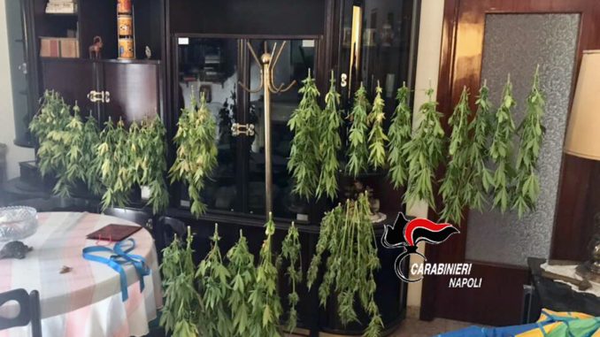 23.10.2017 - cannabis in salotto e terrazzo (1)