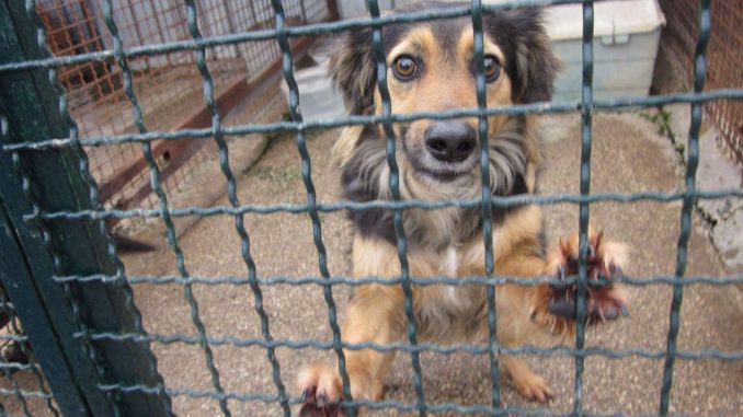 Canile dei 400 - Almo Nature 1