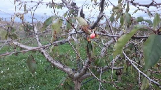 163206055-edd1e882-1cc7-4b8e-9d33-74c97579e6d5