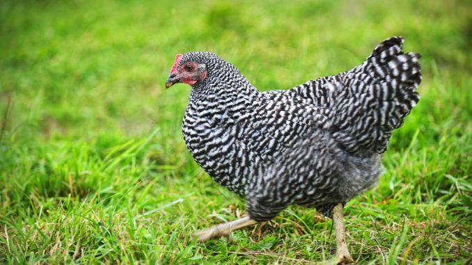 bigstock-Free-range-Plymouth-Rock-or-Ba-62071136-1