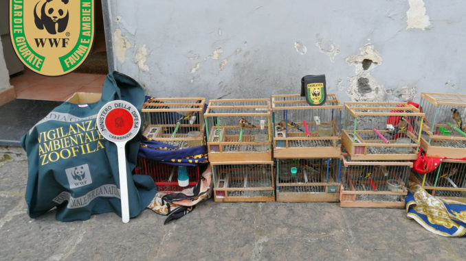 wwf_guardie_15_1_18_2