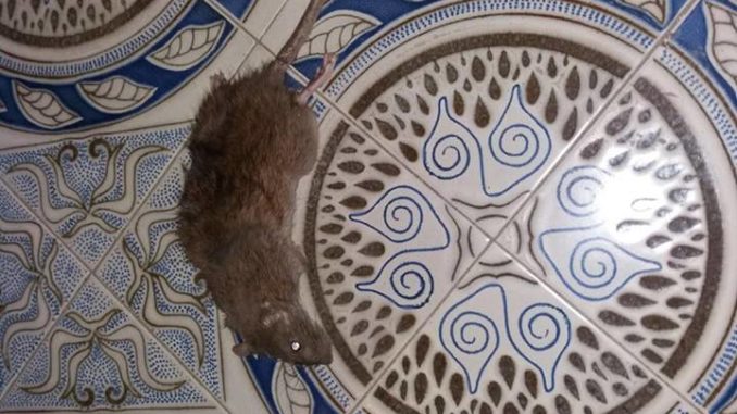 28236185_1722781041098093_1760229279_n