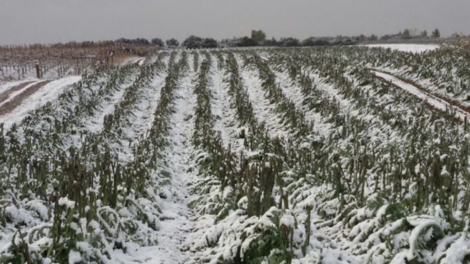 NEVE-ORTAGGI-1078x516