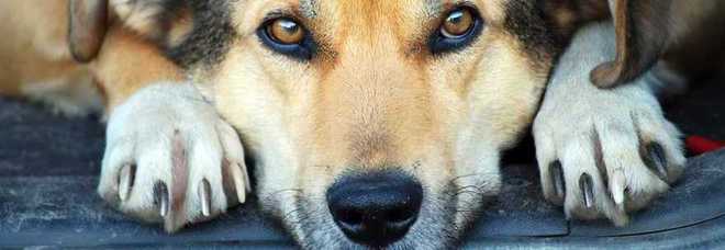 1245705_915_cane-abbandonatoddd