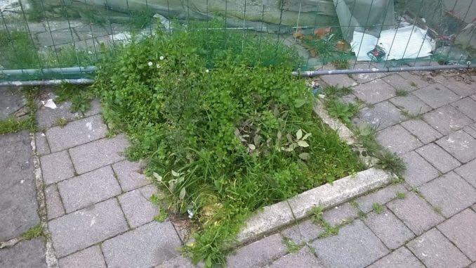 29472936_1752496551459875_5345080872817131520_n