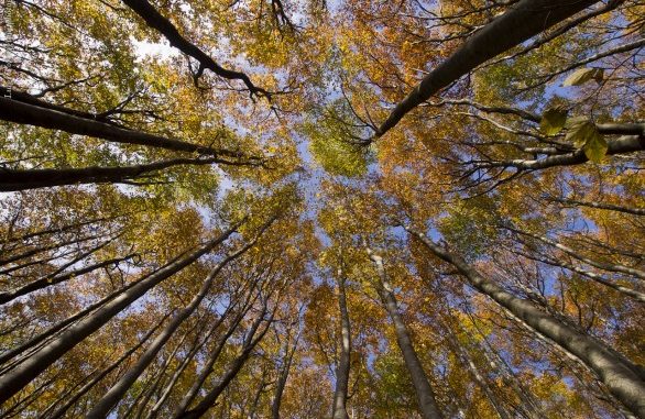 8113900790_deb0534a87_o-586x439