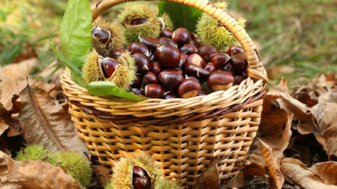 Chestnut harvest in wicker basket