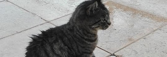 3820557_1932_marco_gasparin_