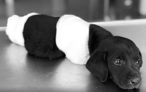 cagnolino_turchia_zampe_amputate_c7a1a47562d7198798512fdea4b9f3b5