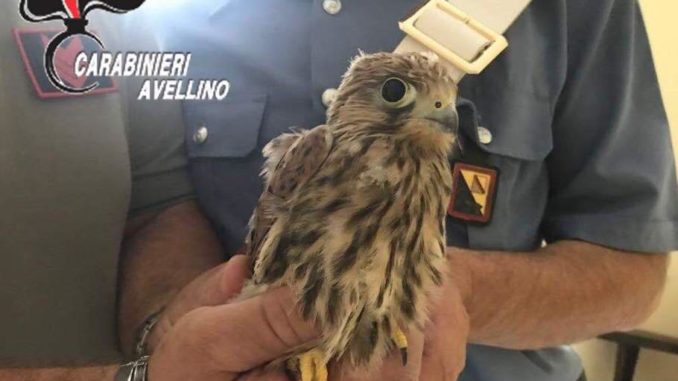 36887988_1880820411960821_2601591519458623488_n