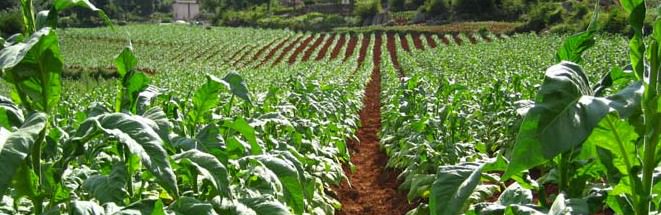 Tobacco_plants_5-e1437658746462