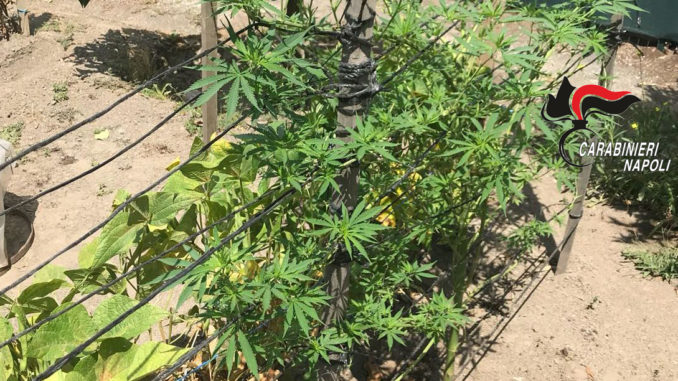 coltiva cannabis a somma vesuviana