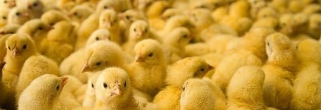 3894557_2339_pulcini_480x214.jpg.pagespeed.ce.5NQLdQDh76