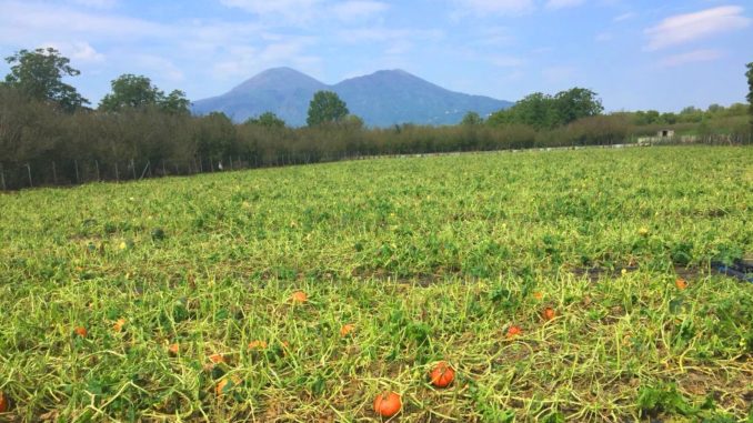 danni agricoltura maltempo campania (1)