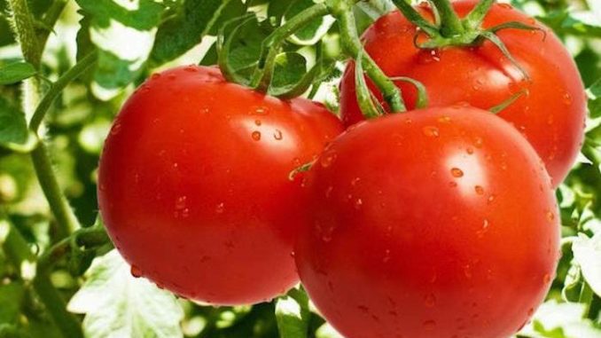 pomodoro-proprieta-e-ricette