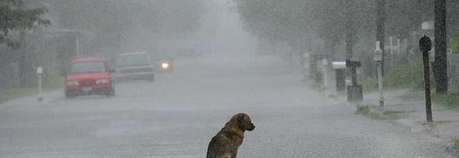 4036613_1326_abbandona_cane_uccide.jpg.pagespeed.ce.dzVjHK91Qg