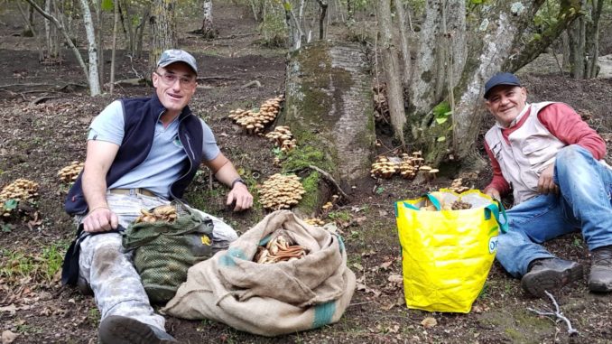 45017815_257141578298772_8784645667348807680_n