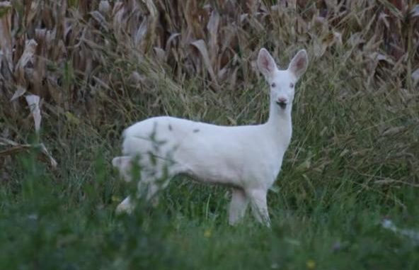 cerbiatto-kDEC-U3040197101762VBB-593x443@Corriere-Web-Sezioni