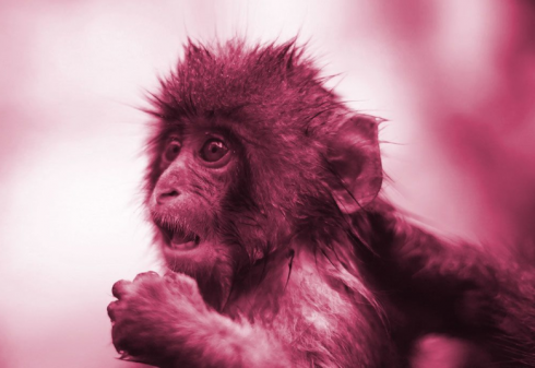 macaco_india_d35962af3d8cdedcad6d7acf08054fb2