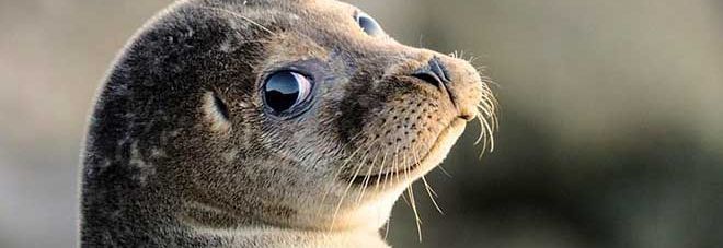 4084460_0940_foche_aggressive_fuga