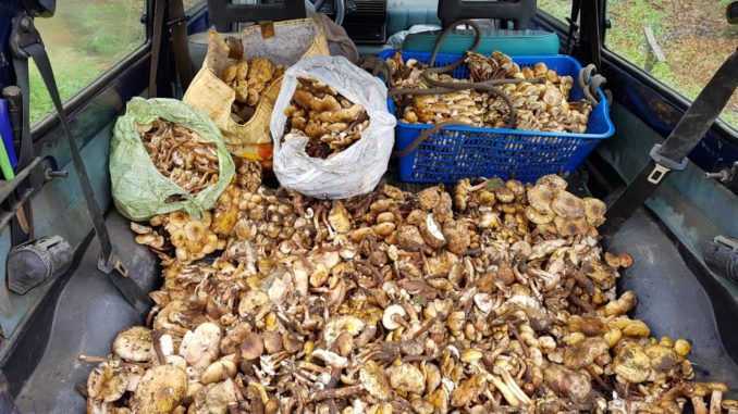 45200405_278290112815577_2891781813741551616_n