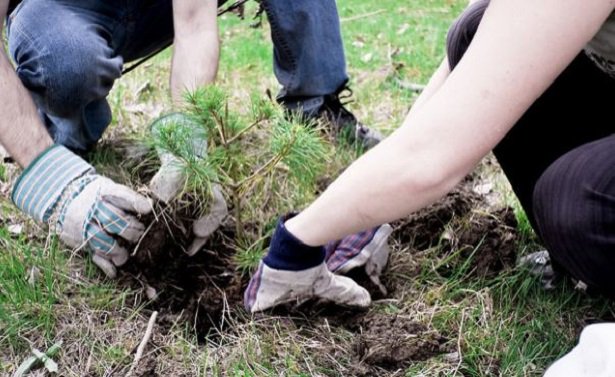 piantumazione-2