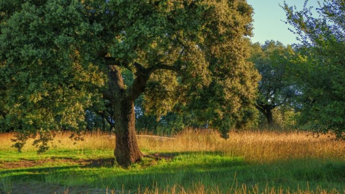 tree-3775188_1920-1024x576