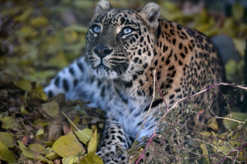 leopardo_india_1bde0c6198aa24812c4523a702f15c24
