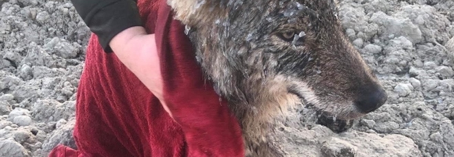 4319257_1824_lupo_salvato_foto_erakogu.jpg.pagespeed.ce.ls3EuSAFAK