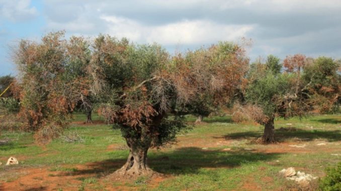 ulivi-xylella-laviadiuscita.net_
