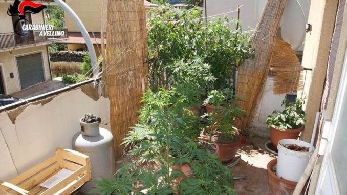 coltivazione Montella (1)