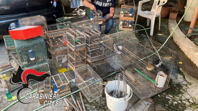 CITES - Sequestro uccelli 13.09.2019 (1)