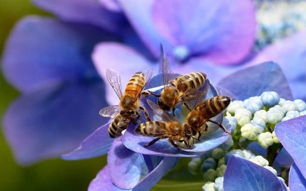 importanza-delle-api-1024x682 (1)