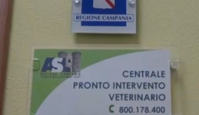 pronto intervento veterinario (1)