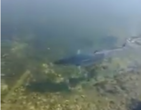 tonno_a_riva_in_sardegna_39d6c688d0e0051fb362ff499b52b32d