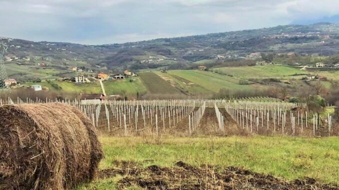 Panorama vigneti e colline del greco di Tufo. 1 jpg