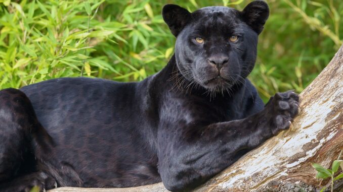 black-panther-jaguar-1080P-wallpaper